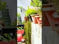 Beautiful Balcony Decor Ideas One Of My Favorite Corners #balconydecor #balcony #shorts #homedecor