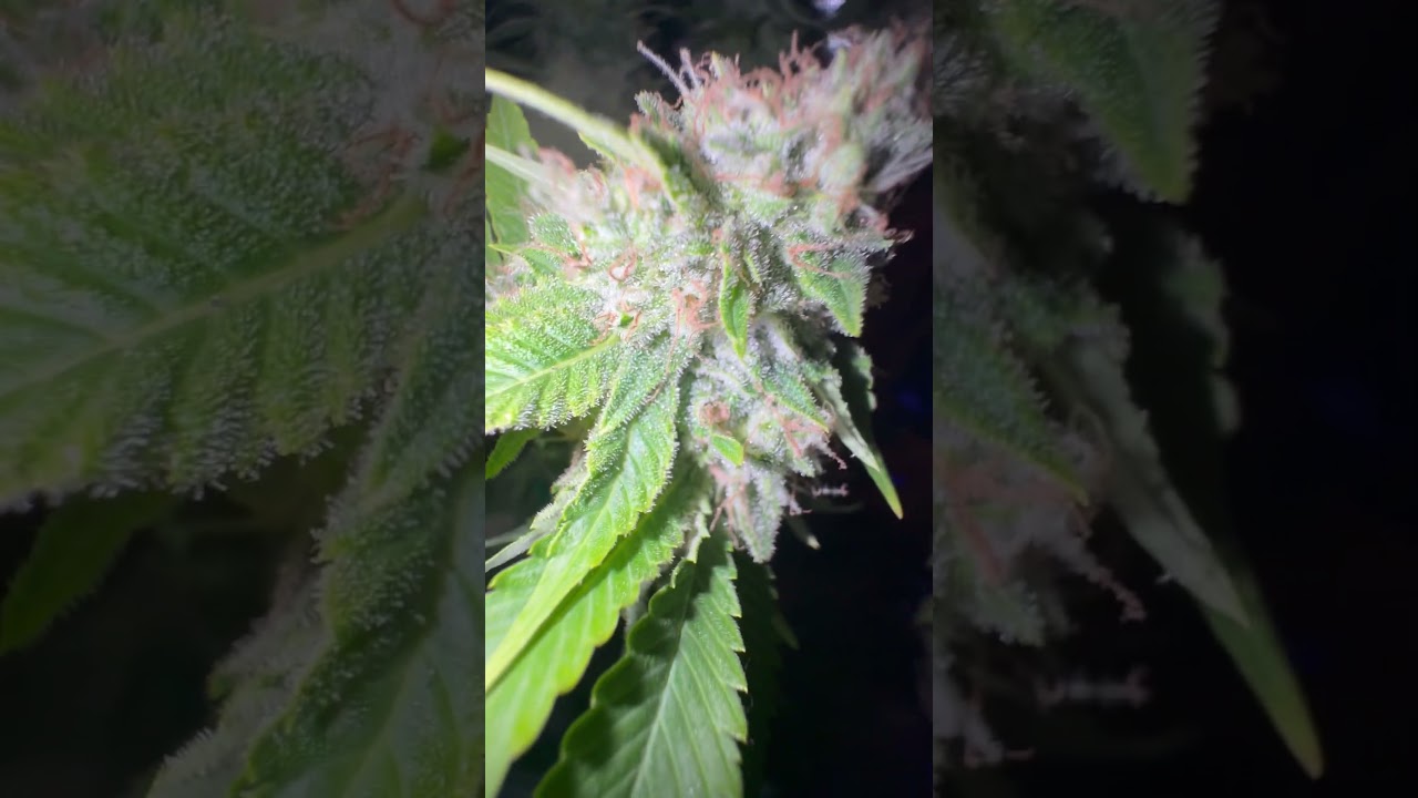 Brothers Grimm Seeds - Late 🌺