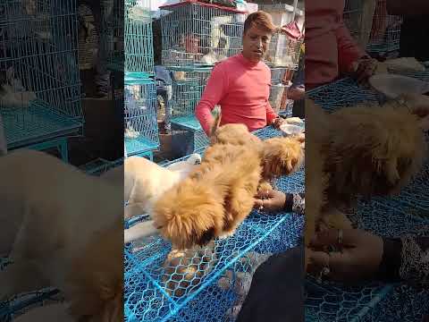 Galif Street pet