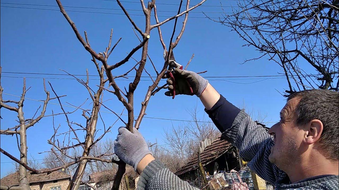 пролетна резитба на ябълка