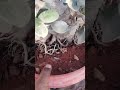 ficus bonsai || Indoor Plants bonsai || #plants #bonsai