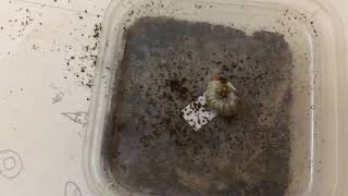 Beetle Pupa Lololol Meme