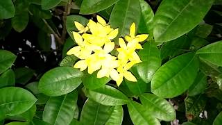 [No Copyright Free Video] Bunga Kuning Yang Indah - Beautiful Yellow Flower
