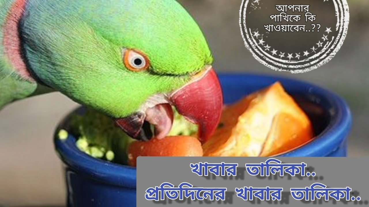 птица которая ест перец. каких попугаев едят. что едят попугаи. попугай ест фрукты. попугай ест травку.