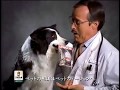 【CM 2000年】ヒルズ Hill's サイエンス・ダイエット SCIENCE DIET 犬