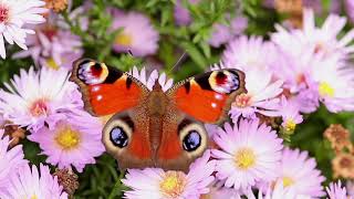 Butterflies collect nectar from flowers