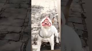 American bully dog whatsapp status videoshorts trending