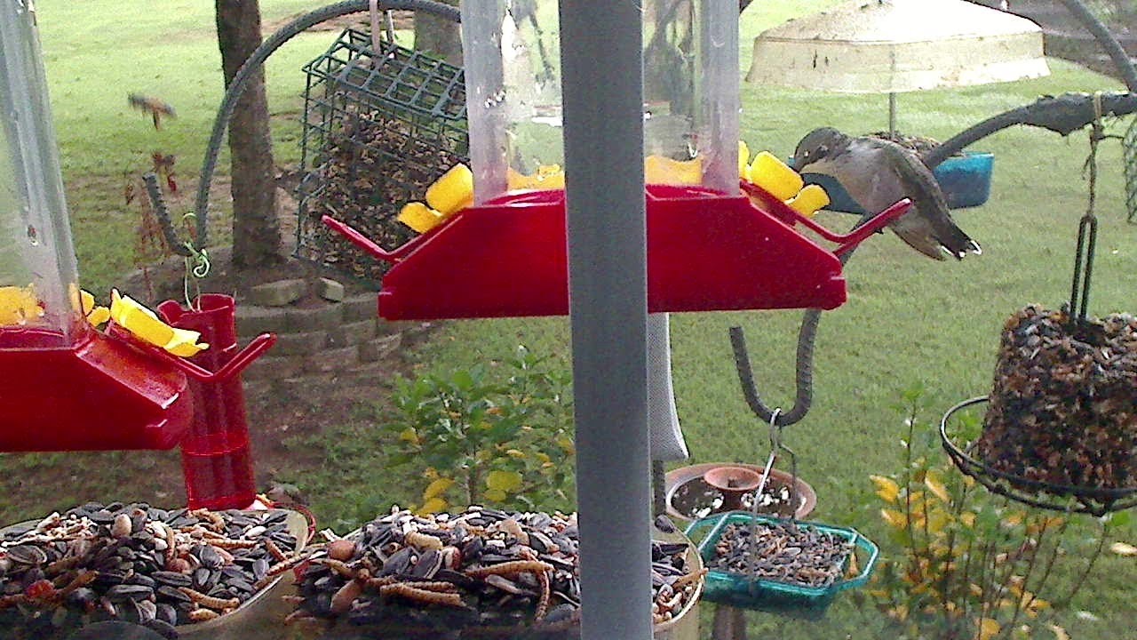 Bird feeding cam YouTube