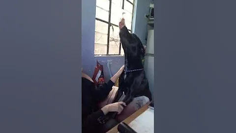 Perro hurfano los fines de semana (el chavito  el ...