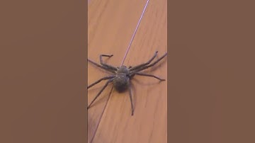 Getting Rid of GIANT HOUSE SPIDER