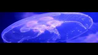 Moon Jellyfish Aurelia Aurita In Rotterdam Zoo Blijdorp