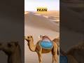 Camel ka Hump Paani Se Bhara Nahi Hota?! 🐪😱 90% Log Galat Jaante Hain!