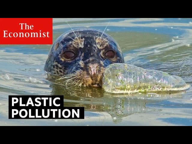 Plastic pollution: is it really that bad? class=