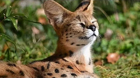 Watch the video about Serval | animal world | animals