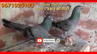 Shahjahanpuri kabutar for sale || Soljer kabutar, lucknow ke kabutar,kabutar Baji,lucknowBird market