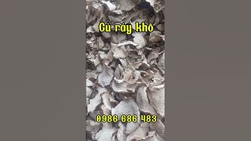 🍠Củ ráy ( bạc hà núi ) hỗ trợ xương khớp, gout, hỗ trợ u bướu ung thư #curay #bachanui