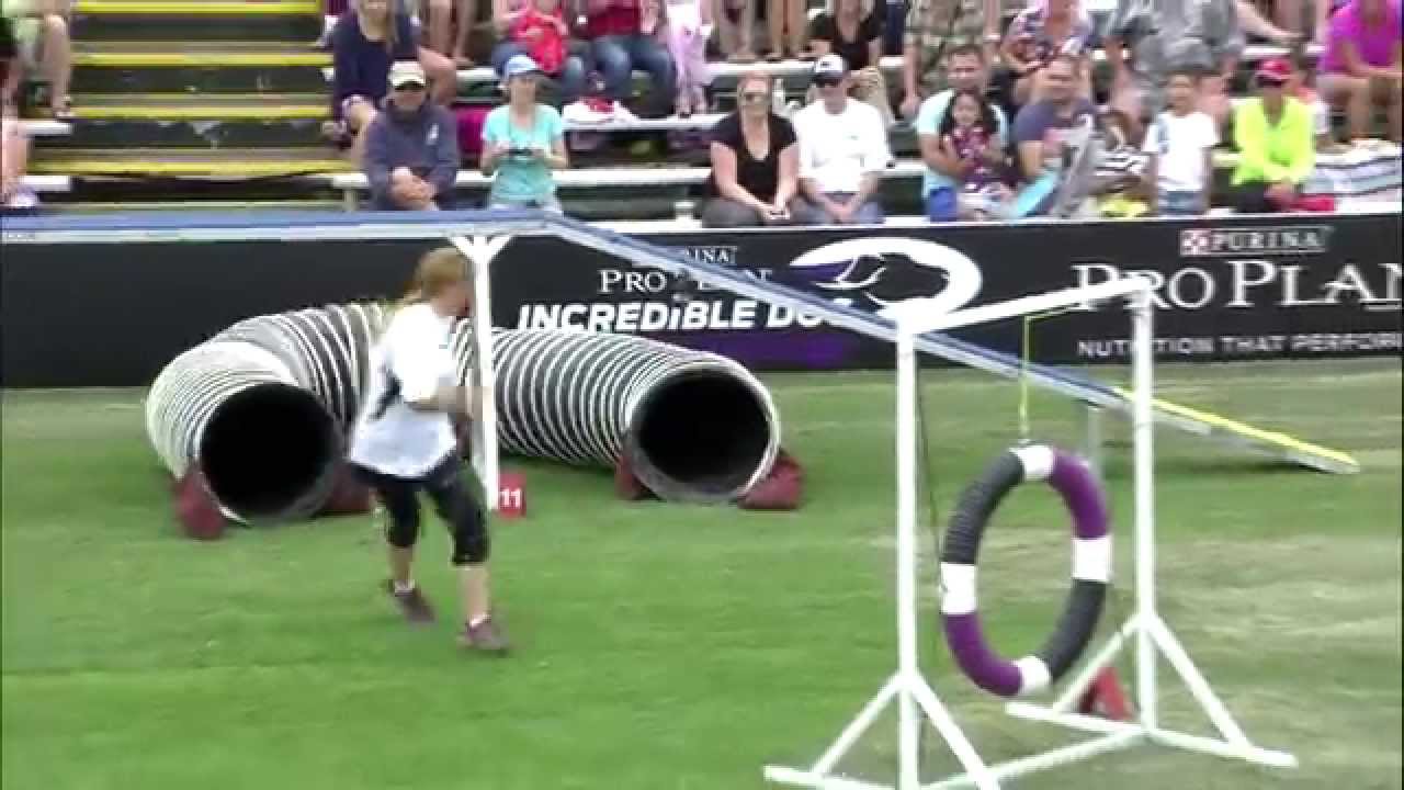 24481円 在庫処分 Lord Anson Dog Agility Jump-Dog Equipment-Competition Grade Adjustable Hurdle 1ジャンプ