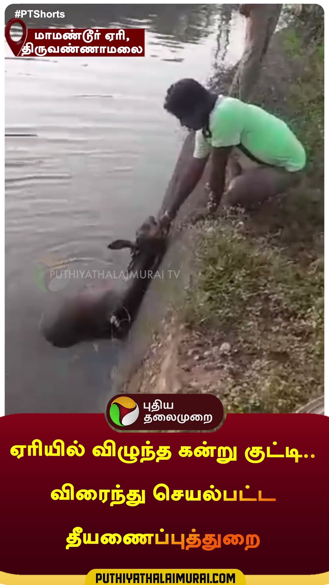 ஏரியில் விழுந்த கன்று குட்டி.. விரைந்து செயல்பட்ட தீயணைப்புத்துறை | #shorts | #thiruvanamalai
