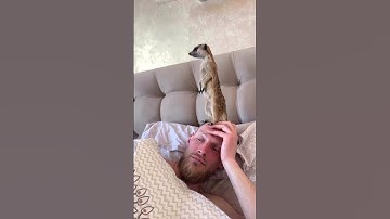 Thumbnail of Cheerful Meerkat Stands On Pet Parent's Head To Wake Him