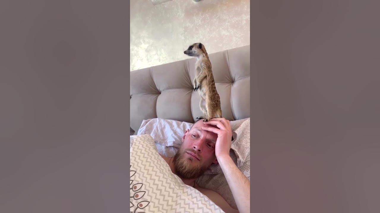 Cheerful Meerkat Stands On Pet Parent's Head To Wake Him