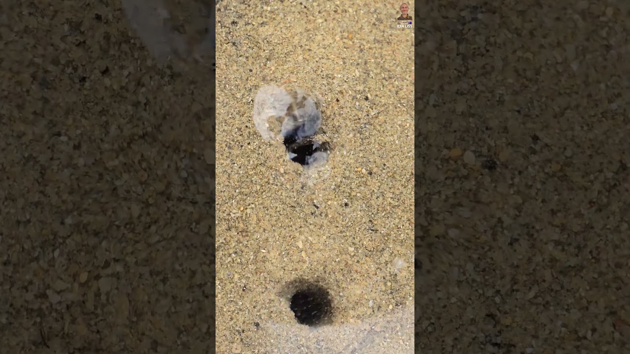 Морской червяк и водоросль "чвяк!"