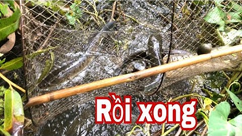 Mùa Nước Đổ Đã Về Thăm Lờ Cá Lóc Dính Thấy Ham… | Long Beo TV