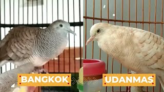 Download Lagu ADU KUALITAS SUARA PERKUTUT BANGKOK DAN PERKUTUT UDANMAS MP3