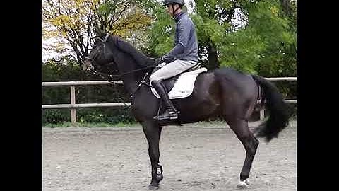 Att jobba med en tittig häst - Meredith Michaels Beerbaum