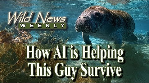 Using the latest AI to help save Manatees: Wild News Weekly