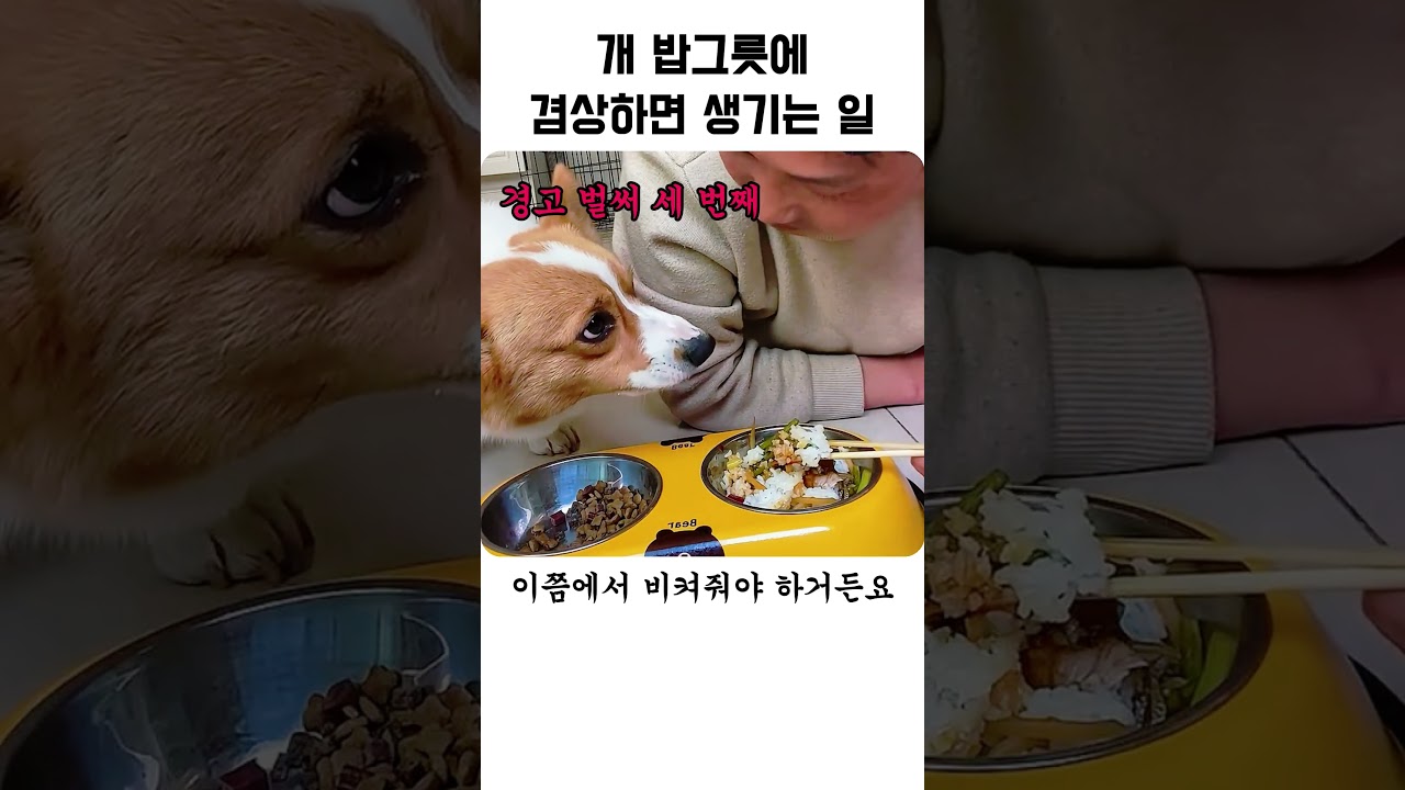 개 밥그릇에 겸상하면 생기는 일
