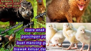 SUARA ANAK AYAM UNTUK MASTERAN DAN PIKAT GARANGAN