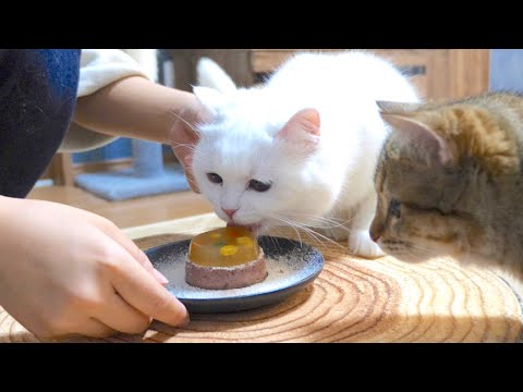 手作りケーキをあげたら…興奮して手がつけられなくなりました!