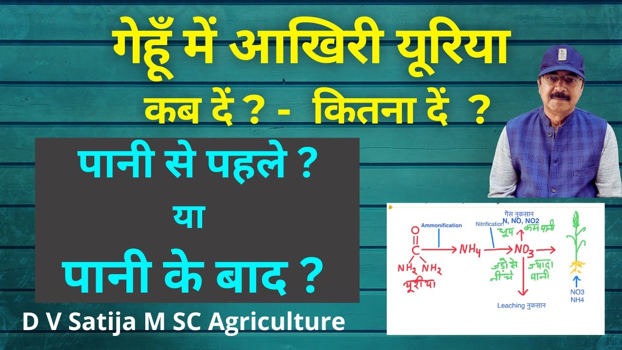 Gehu me aakhiri urea | यूरिया-पानी से पहले या बाद में | nitrification | gehu me last urea kab dale |