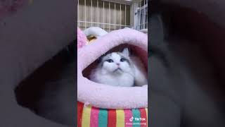 My beautiful kitten cat, my little cat  my funny cat! Try not to laugh 