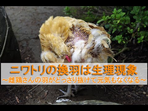 ニワトリの換羽は生理現象 雌鶏さんの羽がどっさり抜けて元気もなくなる 説明 Youtube