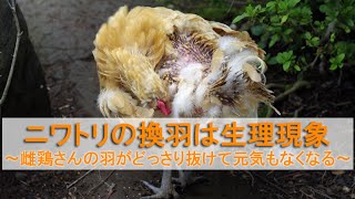 ニワトリの換羽は生理現象 雌鶏さんの羽がどっさり抜けて元気もなくなる 説明 Youtube ニワトリの換羽は生理現象 雌鶏さんの羽がどっさり抜けて元気もなくなる 説明 Youtube