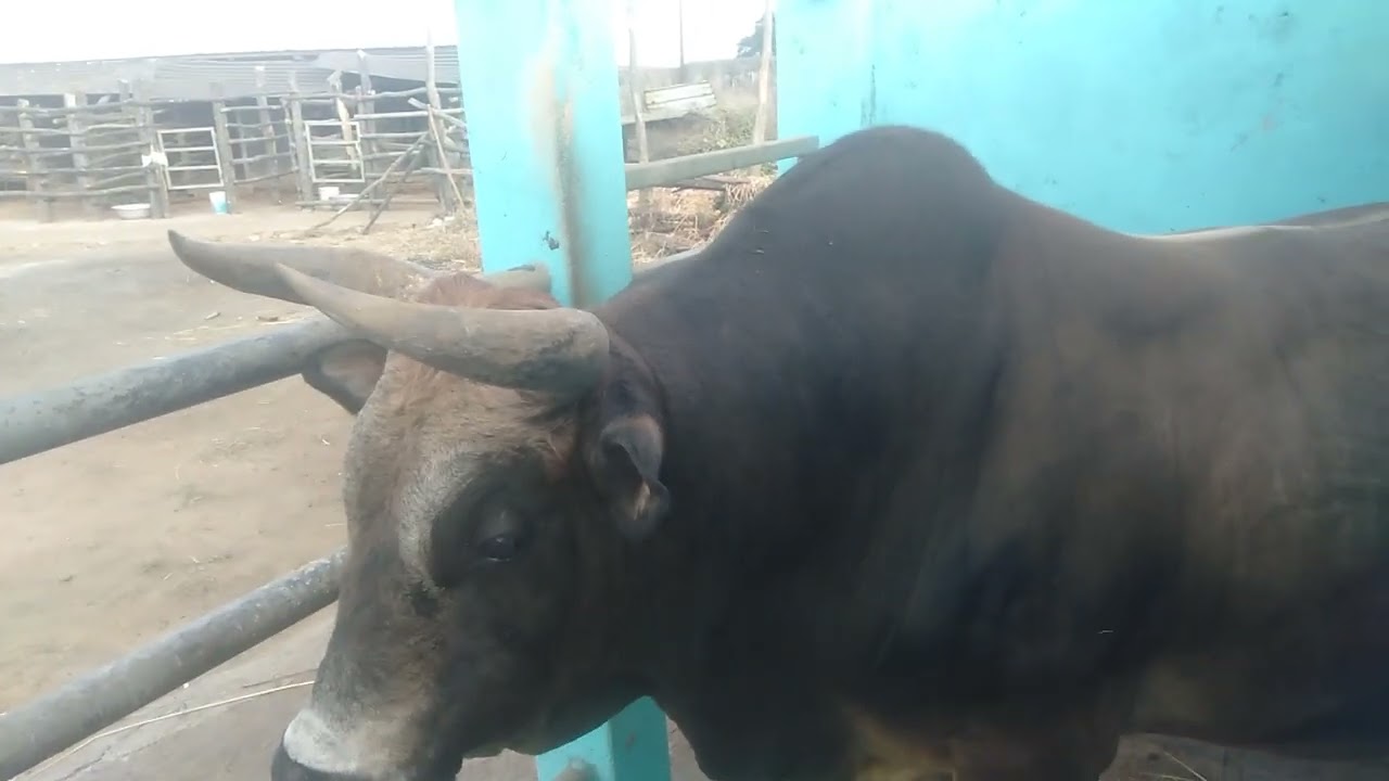 Sniang myrjai u yes un sa iatur ha ka 22/01/26 ha byndihati