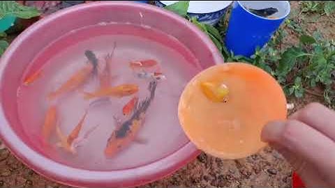 Bắt cá koi, cá 3 màu, cá bảy màu sắc, còn rùa nước, ba ba mini