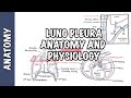 Lung pleura  clinical anatomy and physiology