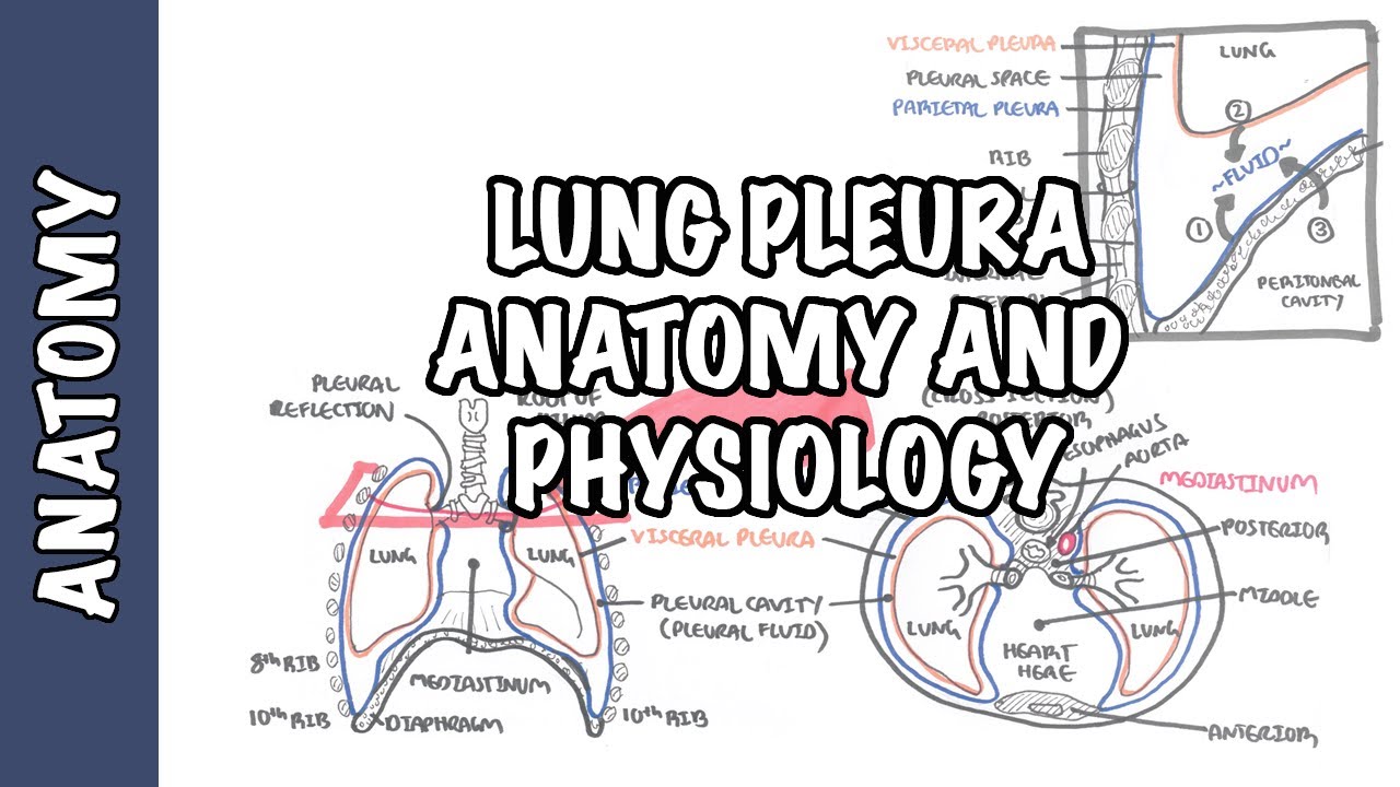 Lungs 101 | National Geographic