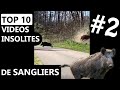 BEST-OF des meilleures vidéos de SANGLIERS INSOLITES #partie 2