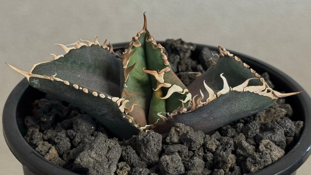 20251025 アガベ・チタノタ 金剛（芽）-012｜agave titanota kingkong