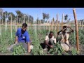 EWB - Israel, Faculty of Agriculture: Instructional Video part 3, Growing Tomatoes in Ethiopia