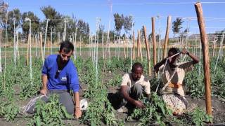 EWB - Israel, Faculty of Agriculture: Instructional Video part 3, Growing Tomatoes in Ethiopia