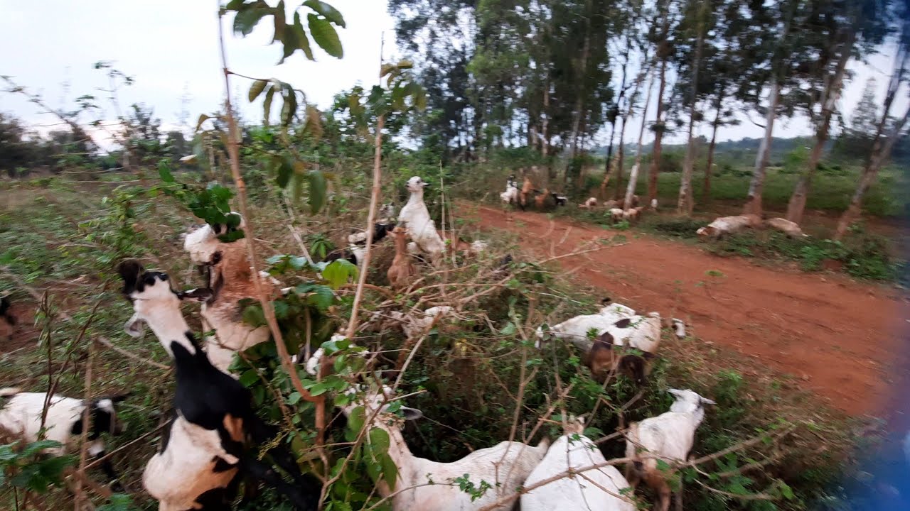 Goat Farming Reminder