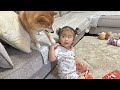 2歳児とどうしても一緒に遊びたくて必死に遊びに誘い出す豆柴が可愛すぎました...