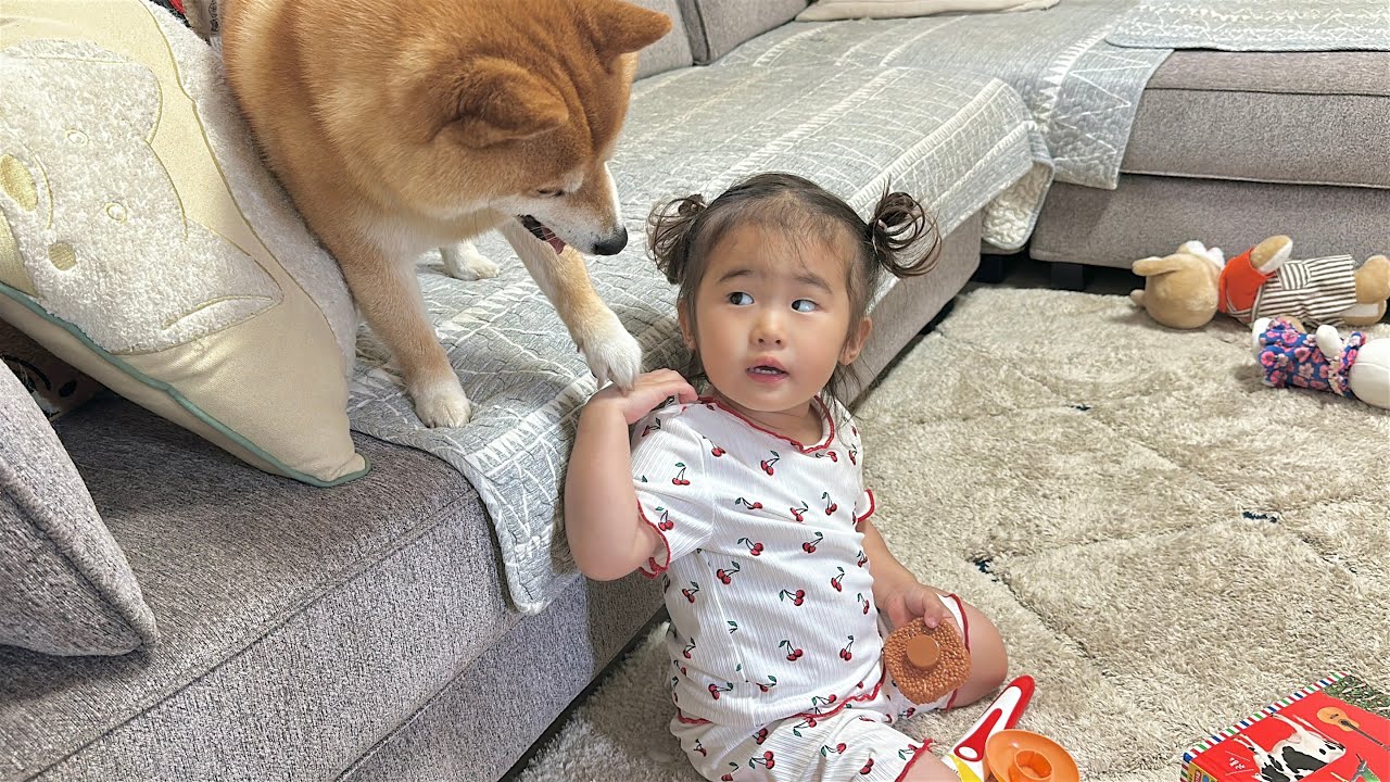 2歳児とどうしても一緒に遊びたくて必死に遊びに誘い出す豆柴が可愛