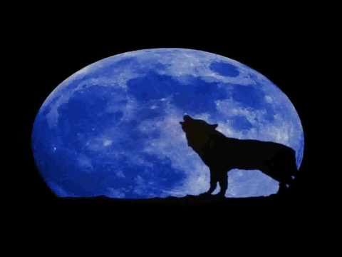 Frank Boeijen - Wolven in de nacht (lyrics)