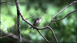 20111023 Tiger Shrike