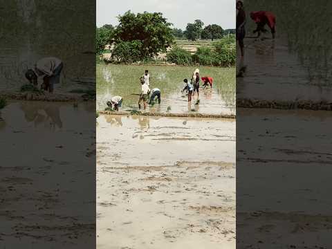 🌾🌽Mere bare main jada na buje@tractorvideo-kisan